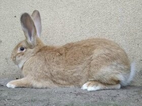 Mladý králík - samec