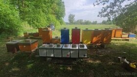 Včely - vyzimovaná včelstva 2024
