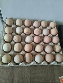 Perličky vejce