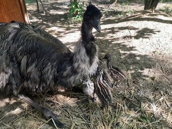 Emu - kuřata - 1