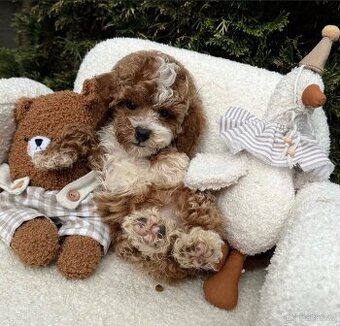 Maltipoo Exkluzivně