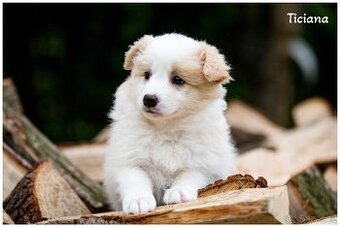 Border Collie, Border Kolia s PP FCI barva ee red