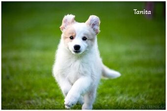 Border Collie, Border Kolia s PP FCI barva ee red