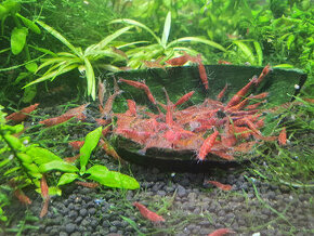 krevetky Red cherry - 1