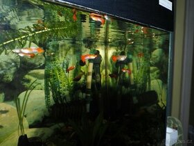 Paví Oka var. Koi - 1