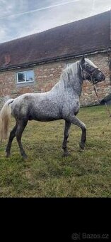 Hrebec pony - 1