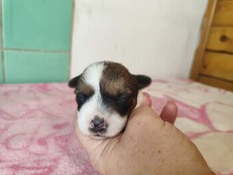 Jack Russell teriér ( Rusel teriér) s PP - 1