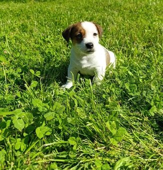 Jack Russell teriér