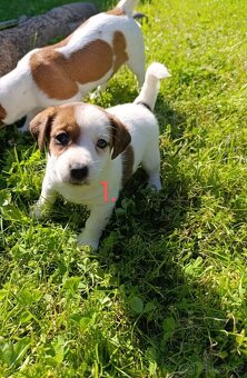 Jack Russell teriér