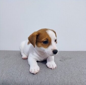 Jack Russell teriér