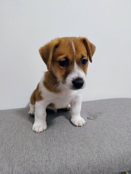 Jack Russell teriér