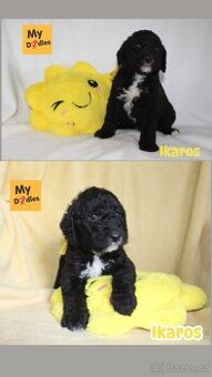 Labradoodle F1B