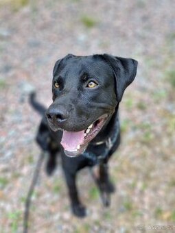 ÁRON K ADOPCI - přátelský akční mazel, vhodný k dětem