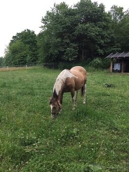 Chovná klisna Paint Horse buckskin tobiano