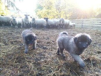 Šarplaninský pastevecký pes