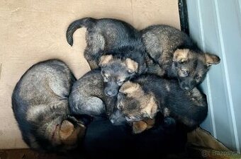 Nabízíme k rezervaci už jen 3 volná štěňátka Německého ovčák