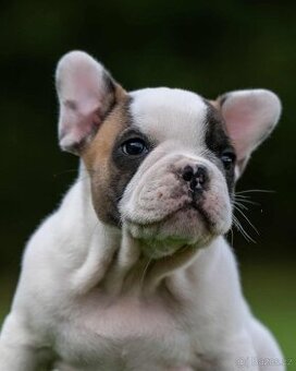 Francouzský buldoček bez PP