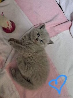 Britská lila a modrá koťata