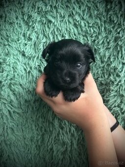 Jorkšírský teriér s PP - fena