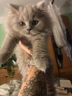 Britská koťata lila – bez PP