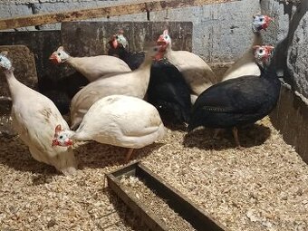 Perličky bílé a fialové