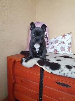 Francouzsky buldoček modrý