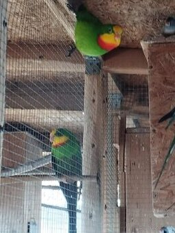 Prodám Papoušky Nádherné samce