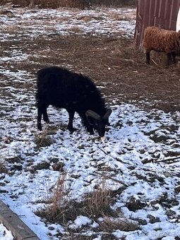 Prodam/pripustim Ouessantsky beran mini