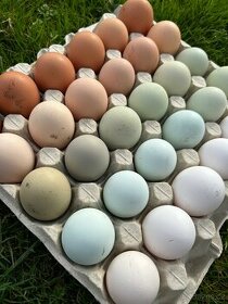 Domácí vajíčka, vajíčka, vejce - 1