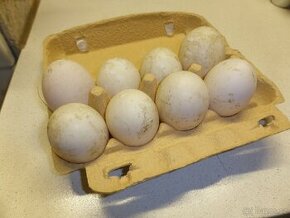 Násadová vejce kachna Saská