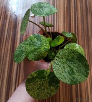 Pilea mojito