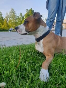 Pitbul