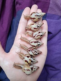 Limicolaria agathina Nigeria - africký šnek