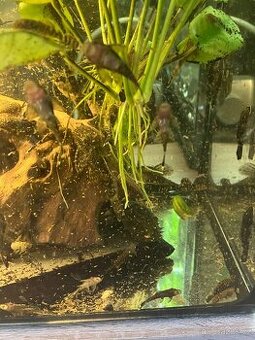 Ancitrus