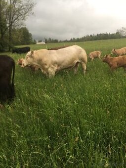 Prodám plemenného býka charolais - 1