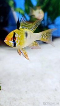 Apistogramma Mikrogeophagus Ramirezi