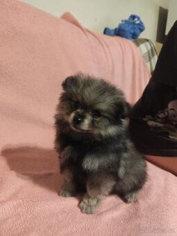 Štěňátka špic pomeranian