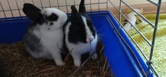 Zakrslý králíček - 3 mláďata k prodeji