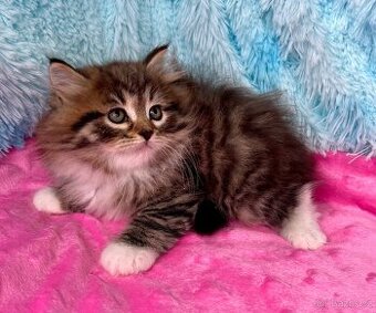 Sibiřská kočka s PP