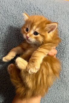 Sibiřská kočka s PP