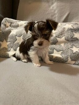 Jorkšírský teriér