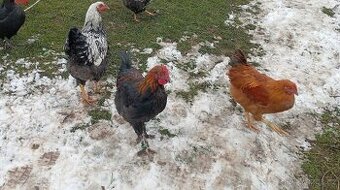 Kohouti Hempšírky , Araukany, Maransky , Forverky