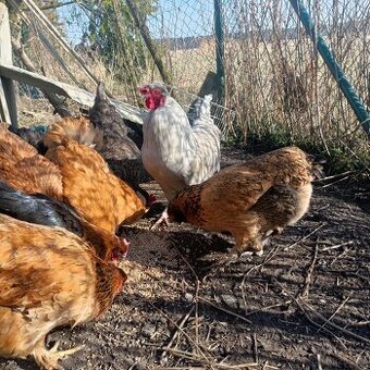 Kohout - araukana levandulová