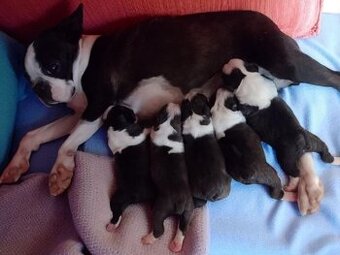 Boston Terrier,Bostonský teriér,Boston