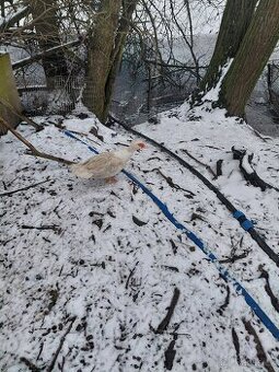 Chovny par kechen cinskych