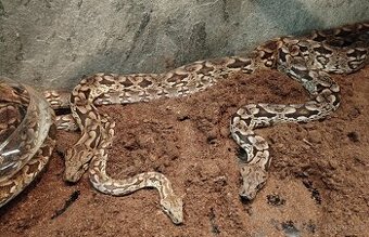 Acrantophis dumerili 1,2