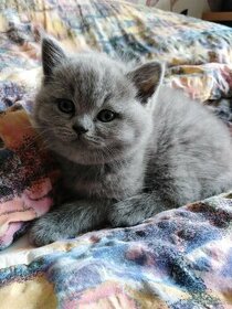 Britská modrá- koťátka,pouze holčičky.