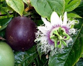 sazenice Passiflora edulis - mučenka jedlá - 1