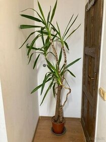 Pokojová rostlina yucca elephantipes
