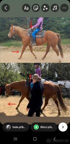 koně s poruchou chování